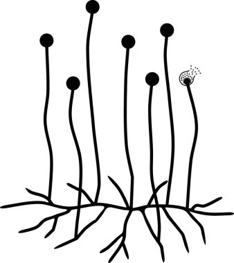 Structure of Mucor. Mycelium with sporangium isolated on white background clipart