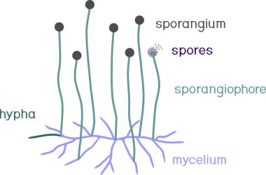 Mucor 'un yapısı. Beyaz arka planda sporlu miselyum