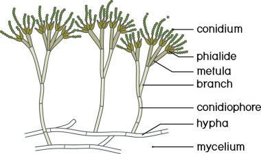 Penicillium 'un yapısı. Beyaz arkaplanda izole edilmiş konidiyofor ve konidium içeren miselyum