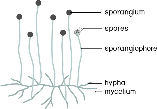 Structure Mucor Mycelium Sporangium Isolated White Background — Stock Vector