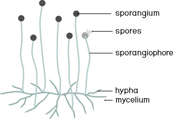 Estructura Mucor Micelio Con Esporangio Aislado Sobre Fondo Blanco — Vector de stock