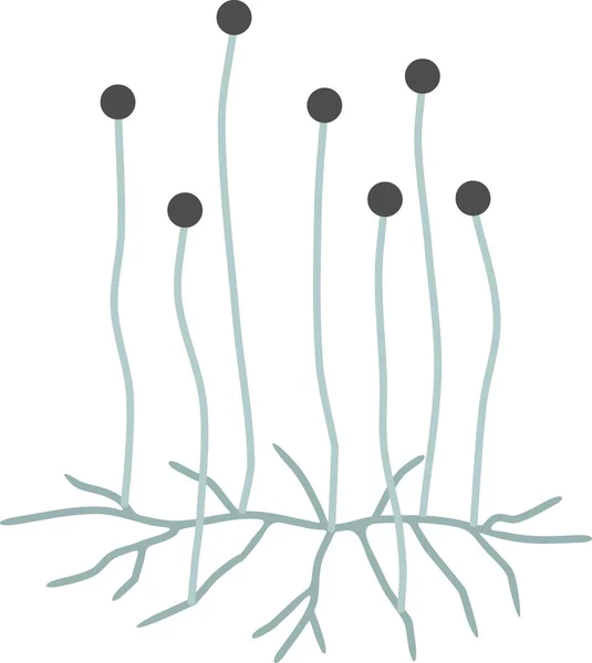 Estructura Mucor Micelio Con Esporangio Aislado Sobre Fondo Blanco — Archivo Imágenes Vectoriales