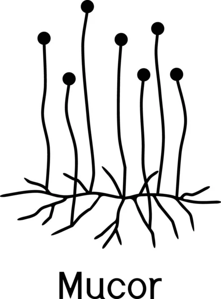 Estructura Mucor Micelio Con Esporangio Aislado Sobre Fondo Blanco — Vector de stock