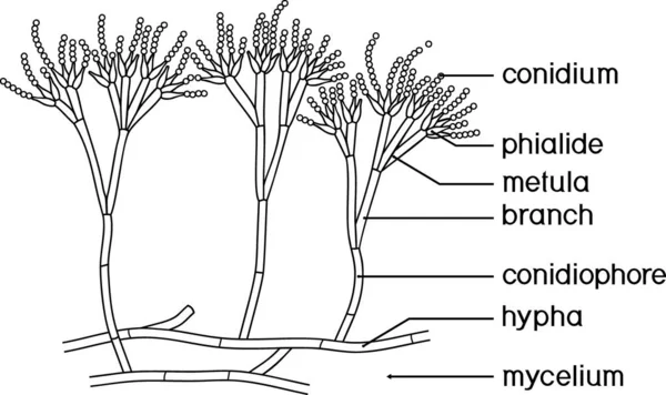 Malvorlage Mit Struktur Von Penicillium Myzel Mit Konidiophor Und Konidium — Stockvektor