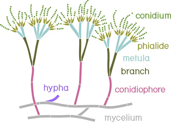 Estructura Del Penicillium Mycelium Con Conidiósfera Conidium Aislados Sobre Fondo — Vector de stock