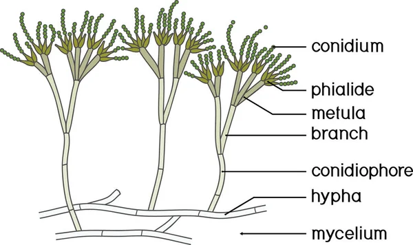 Struktur Des Penicilliums Myzel Mit Konidiophor Und Konidium Isoliert Auf — Stockvektor