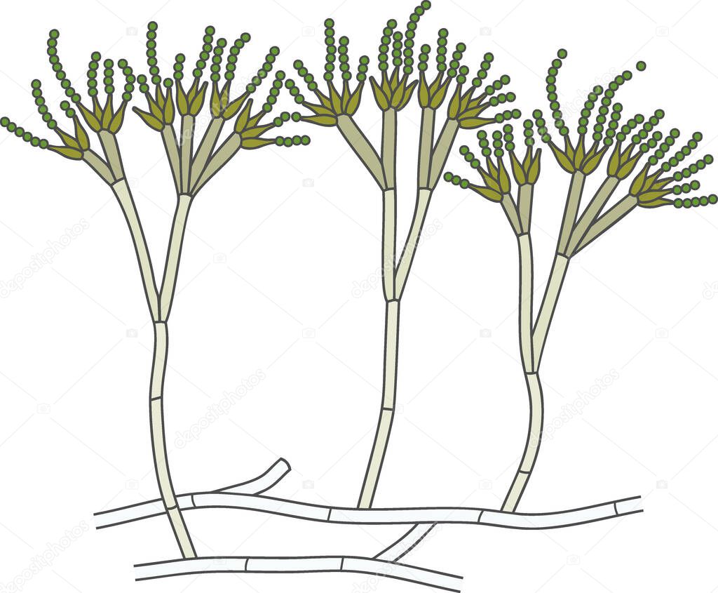 Structure of Penicillium. Mycelium with conidiophore and conidium isolated on white background