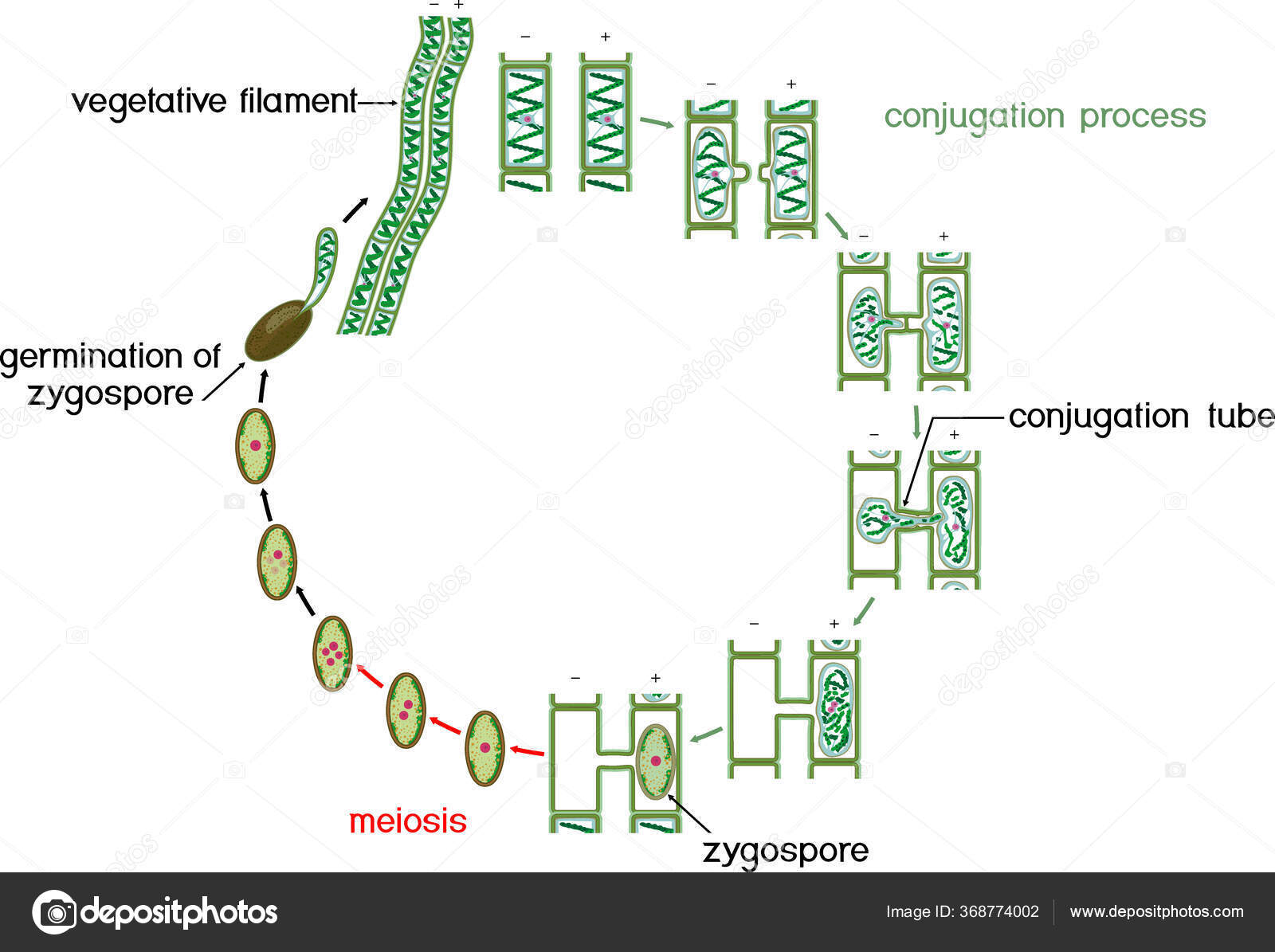 Qizning spermasi oq rangda