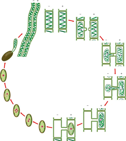 Ciclo Vida Conjugación Lateral Spirogyra Algas Verdes Charophyte Aisladas Sobre — Vector de stock