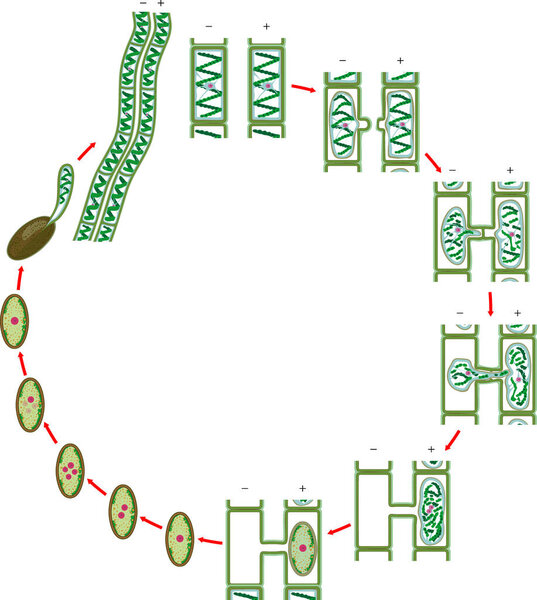  Life Cycle and lateral conjugation of Spirogyra (charophyte green algae) isolated on white background