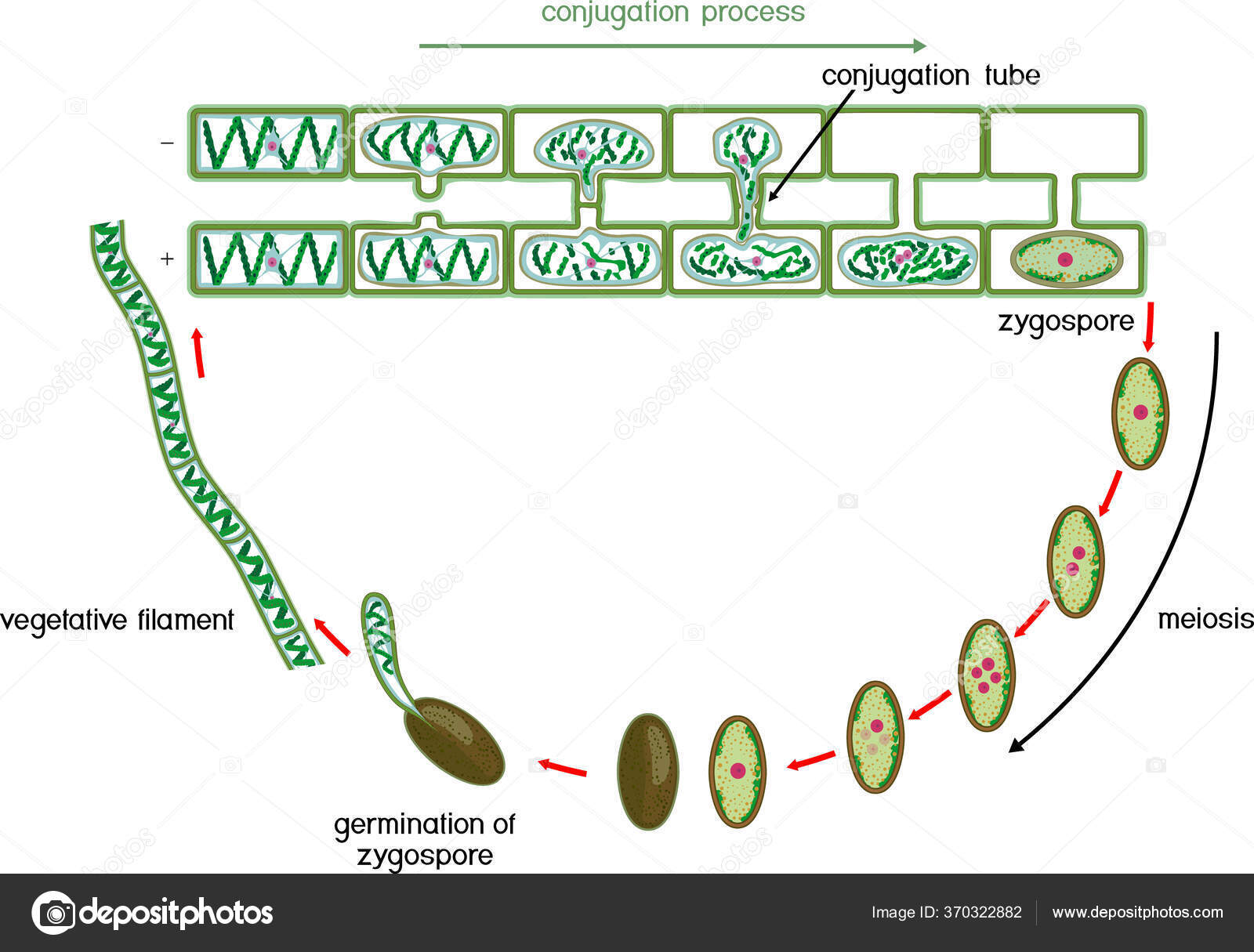 Yetuk BBW ayollar porno