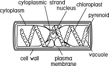  Beyaz arkaplanda başlıkları izole edilmiş Spirogyra (karikatür yeşil algleri) yapısı
