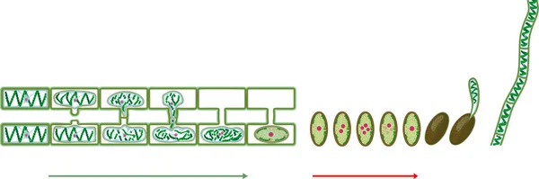 Životní Cyklus Boční Konjugace Spirogyry Charophyte Green Algae Izolované Bílém — Stockový vektor