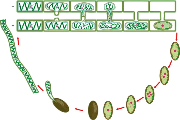 Životní Cyklus Boční Konjugace Spirogyry Charophyte Green Algae Izolované Bílém — Stockový vektor