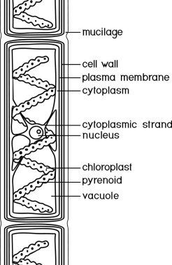  Beyaz arkaplanda başlıkları izole edilmiş Spirogyra (karikatür yeşil algleri) yapısı