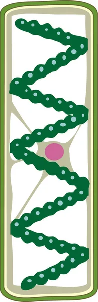 Spirogyra Algues Vertes Charophytes Isolées Sur Fond Blanc — Image vectorielle