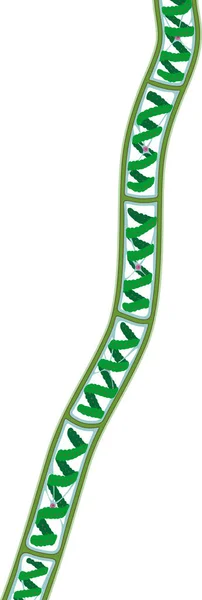 Spirogyra Charophyte Green Algae Izolované Bílém Pozadí — Stockový vektor