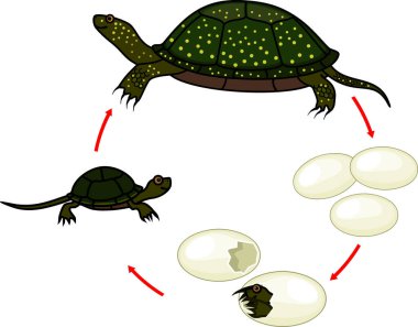  Avrupa gölet kaplumbağasının yaşam döngüsü (Emys orbicularis). Beyaz arka planda izole edilmiş kaplumbağanın yumurtadan yetişkin hayvana gelişim aşamaları