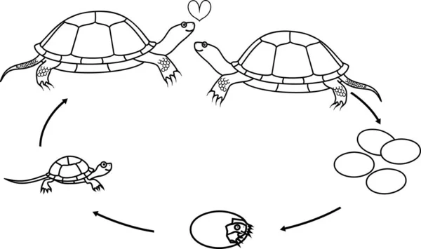 Színező Oldal Európai Tavi Teknős Emys Orbicularis Életciklusával Fejlődési Szakaszok — Stock Vector