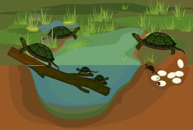Life cycle of European pond turtle (Emys orbicularis). Pond biotope with sequence of stages of development of turtle from egg to adult animal clipart