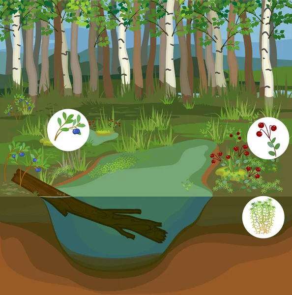 Sumpfbiotop Mit Teich Blaubeere Preiselbeere Und Phagnummoos — Stockvektor