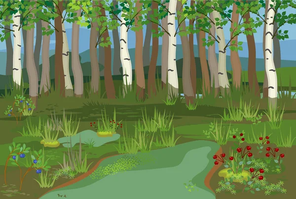 带有池塘 桦树和覆盆子的沼泽地 — 图库矢量图片