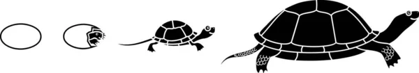 Livscykeln För Den Europeiska Damsköldpaddan Emys Orbicularis Sekvens Stadier Utveckling — Stock vektor