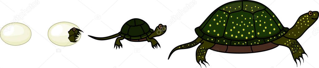  Life cycle of European pond turtle (Emys orbicularis). Sequence of stages of development of turtle from egg to adult animal isolated on white background