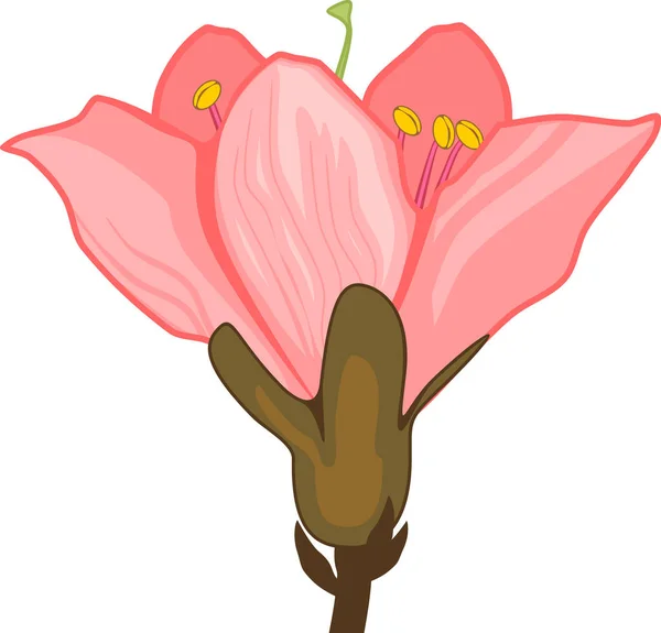 Розовый Цветок Персикового Дерева Белом Фоне — стоковый вектор