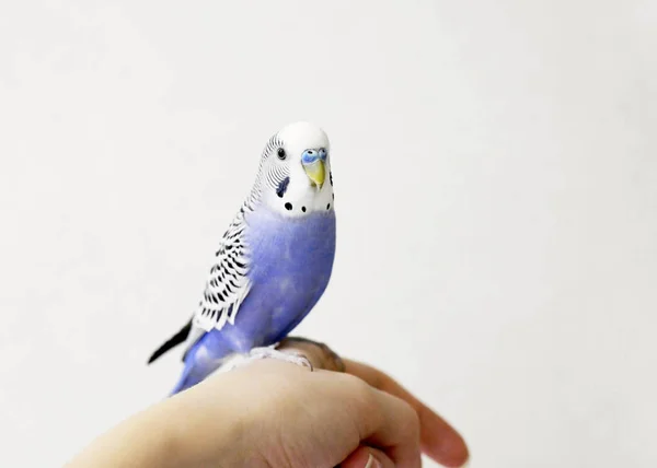 Блакитний Папуга Сидить Руці — стокове фото
