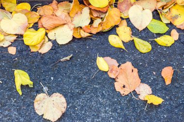 Yolda ıslak renkli sonbahar yaprakları