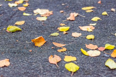 Yolda ıslak renkli sonbahar yaprakları