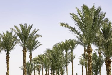 Palms Beach, Sharm El Sheikh