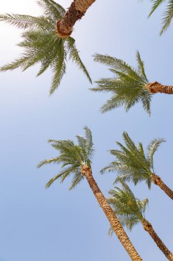 Palms Beach, Sharm El Sheikh