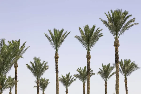 Palmen am Strand von Sharm el Sheikh — Stockfoto