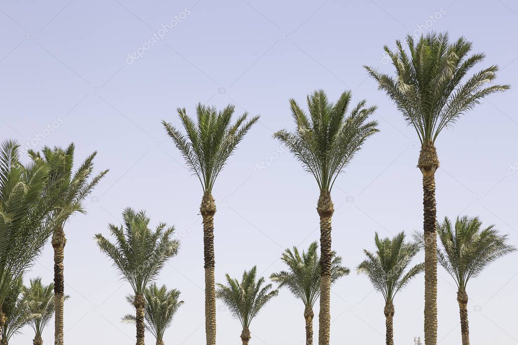 Palms on the beach at Sharm El Sheikh