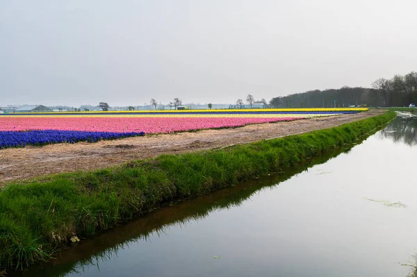 Campo de jacintos rosa e roxo em um lado de rio Holanda — Fotografia de Stock