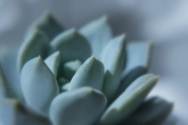 Nahaufnahme Einer Saftigen Pflanze Mit Irisierenden Farben — Stockfoto