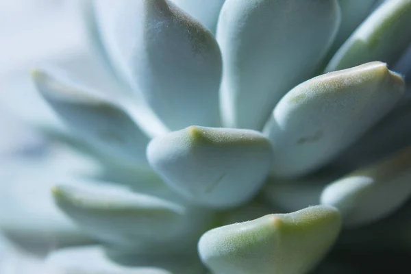 Nahaufnahme Einer Saftigen Pflanze Mit Irisierenden Farben — Stockfoto