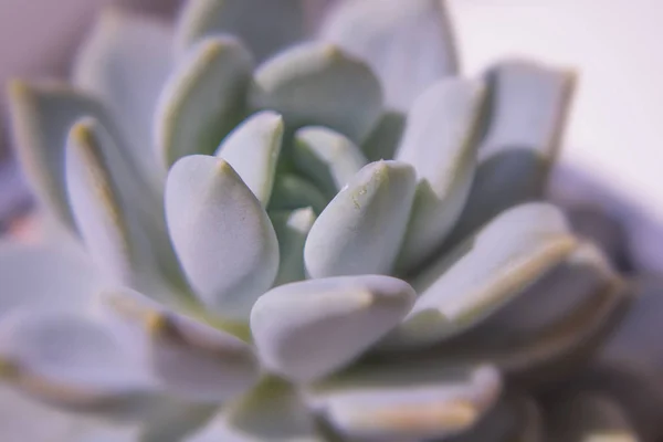 Close Photography Succulent Plant Iridescent Colors — Stock Photo, Image