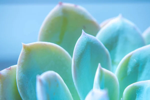 Close Photography Succulent Plant Iridescent Colors — 스톡 사진