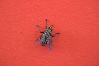 Kırmızı arka planda bir evin makro fotoğrafçılığı