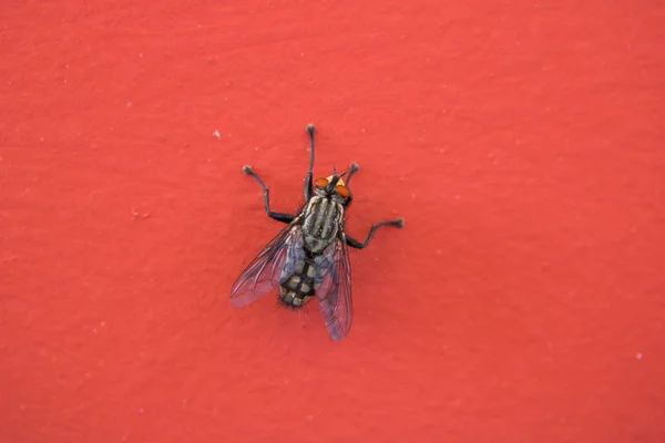 Macro Photography House Fly Red Background — ストック写真