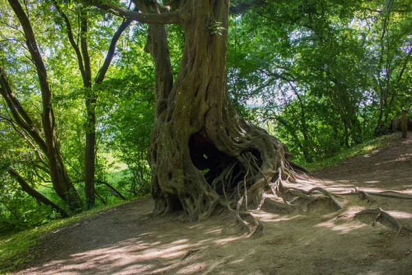 Fotografia Uma Velha Árvore Viking Mágica Floresta — Fotografia de Stock