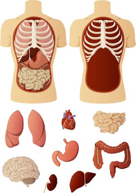 Organları olan insan gövdesinin vektör tıbbi çizimi