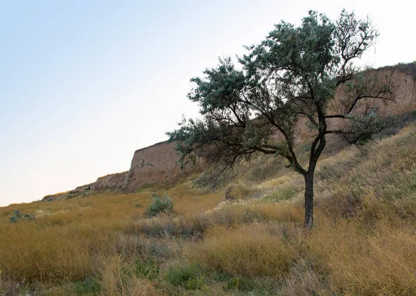 Одинокое дерево на летнем поле. Песчаные горы . — стоковое фото