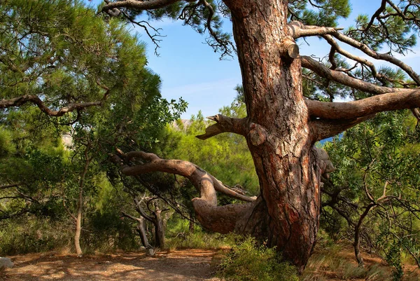Крымская сосна. Хвойное дерево Крыма. Летний день . — стоковое фото