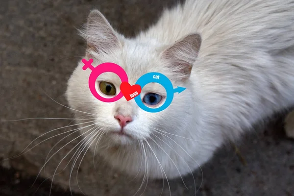 Gato con gafas. Día de San Valentín. Amor. — Foto de Stock