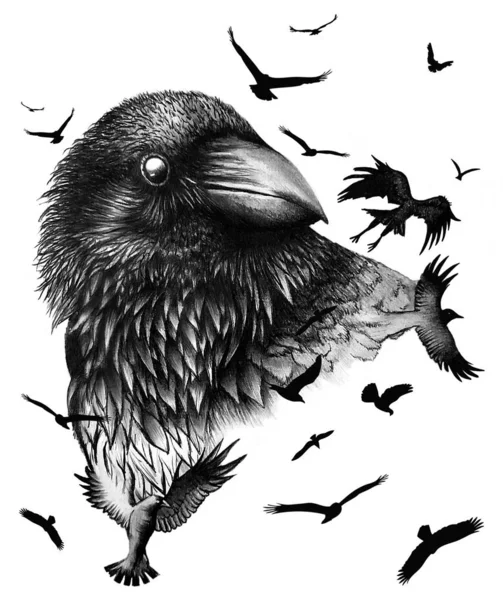 Desenho Corvo Carvão Pássaros Voadores Ilustração — Fotografia de Stock