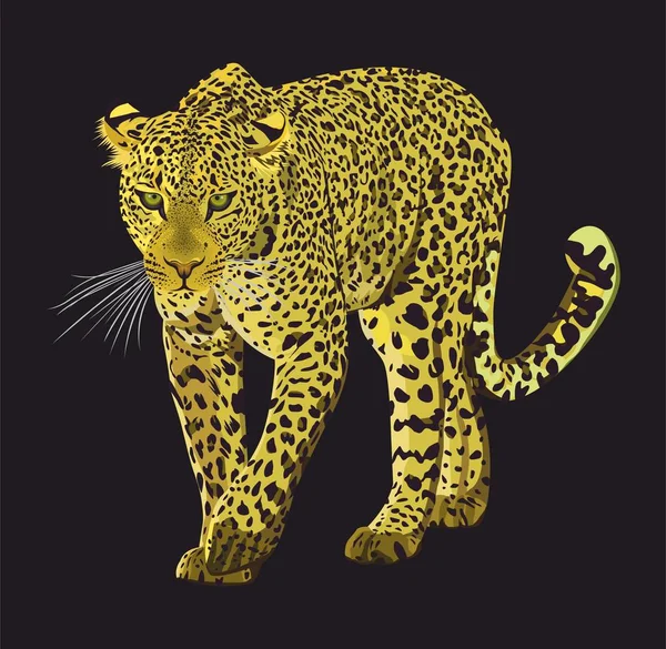 Yürüyen leopar grafik tasarımı siyah arkaplanda izole edildi. Hayvan eliyle çizilmiş bir resim. - Vektör